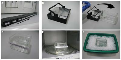 Immunofluorescence Staining of Paraffin Sections Step by Step